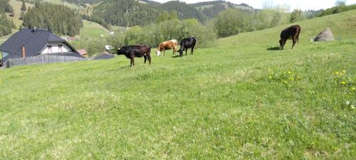 a group of cows grazing in a field of grass at Bucovina mea in Breaza
