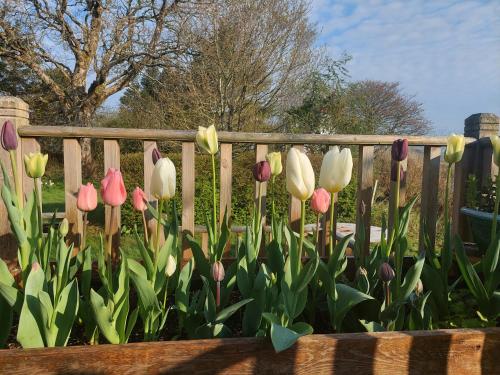 a bunch of tulips in front of a fence at Bayview Lodge New Spacious Apartment in Breakish