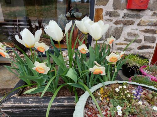 a group of white flowers in a pot at Bayview Lodge New Spacious Apartment in Breakish