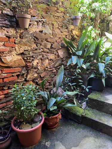 a bunch of plants in pots next to a stone wall at Arco del Tinte 10 in Guadalupe