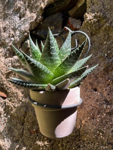 a green plant in a pot on the ground at Arco del Tinte 10 in Guadalupe