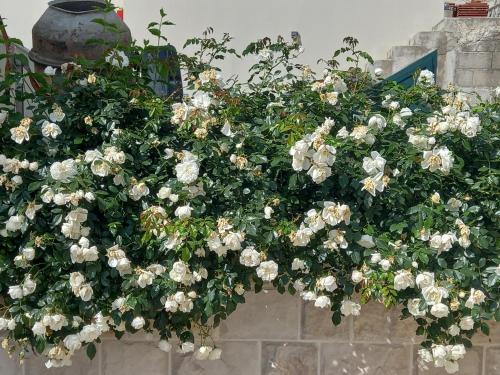 a bunch of white flowers on a wall at Casa del Sole Lux in Kotor