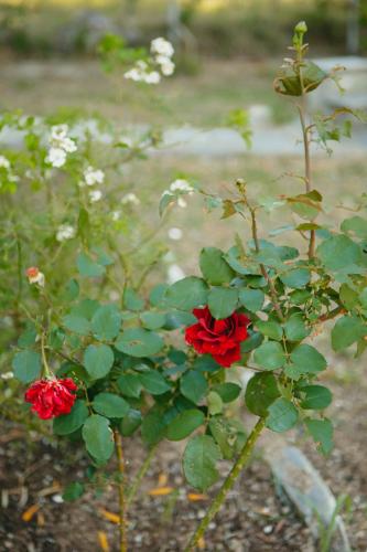 a couple of red roses growing in a garden at Βίλλα Φανούλα Villa Fanoula in Chorto