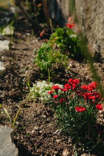 a garden with red flowers in the dirt at Βίλλα Φανούλα Villa Fanoula in Chorto
