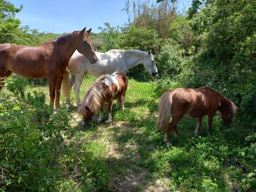 a group of horses standing in the grass at Casinha da Lareira - Quintinha dos Cavalos- Arruda dos Vinhos in Arruda dos Vinhos
