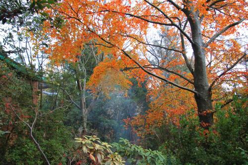 a wooded area with trees with autumn colors at Koko Guesthouse - Two bedroom Option in Olinda