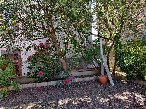 un arbre avec des fleurs roses à côté d'un bâtiment dans l'établissement Maison calme "entre terre et mer" - proche gare - stationnement - jardin, à Saint-Brieuc
