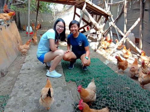 Binatang di the country house atau berdekatan
