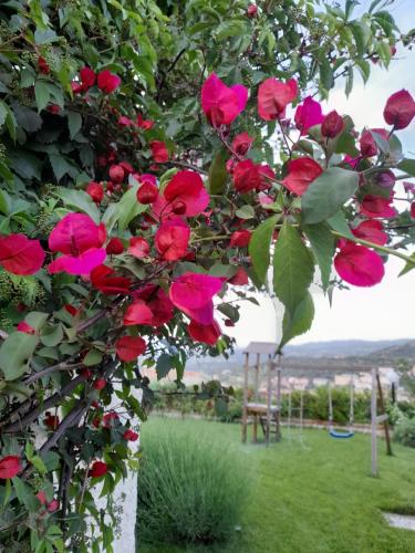 Ein Haufen rosa Rosen hängt an einem Baum in der Unterkunft Casa sui Tetti in Ozieri