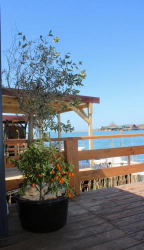 a potted tree sitting on a deck next to a bench at House ThoNi in Gornji Štoj