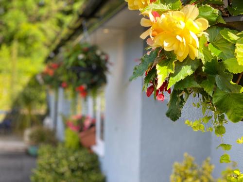 Un mazzo di fiori appesi a un muro di Rooms at The Usk a Talybont