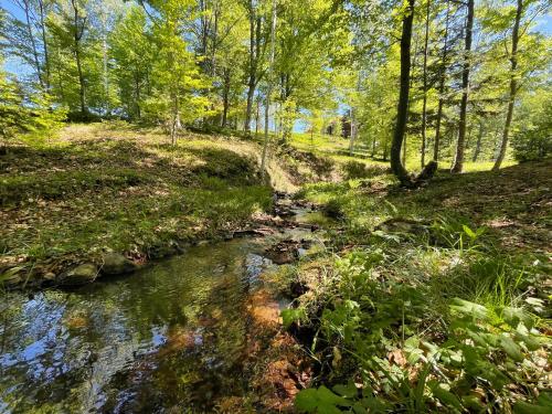 a stream in a wooded area with trees at Forest House Divcibare in Divčibare