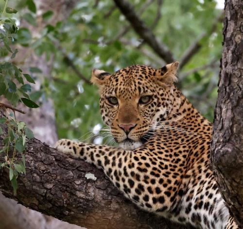 a leopard is sitting on a tree branch at Karongwe - River Safari Lodge in Hoedspruit
