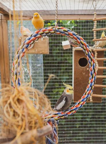 two birds sitting on a bird feeder in a cage at The Stag Hotel and Mailmans Arms in Lyndhurst