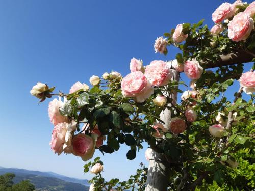 a tree with pink roses in the sky at Villa La Moraiola in Passignano sul Trasimeno
