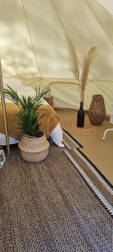 a bedroom with two plants in a tent at Domaine Authentique de Rose in Porto-Vecchio