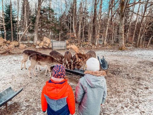 a group of people looking at deer in a zoo at Damwildfarm in Rollerbü Südschweden in Tyringe