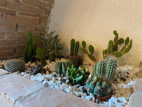 un groupe de cactus et de plantes succulentes dans un jardin de roche dans l'établissement Cactus Suite, à Pise