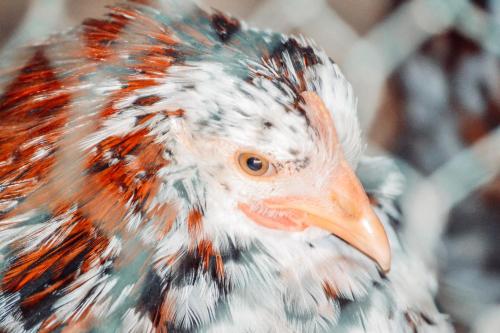 a close up of a bird with an orange beak at Damwildfarm in Rollerbü Südschweden in Tyringe