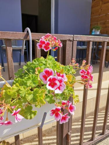 a planter with pink flowers on a wooden bench at HAMBOULA in Polis Chrysochous