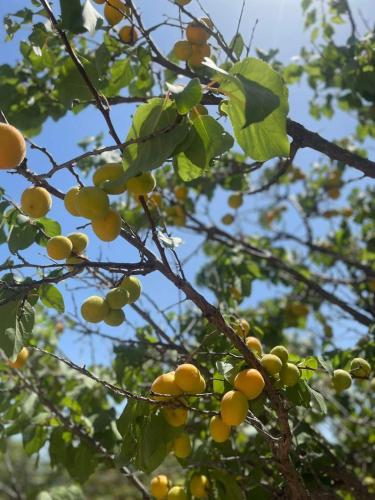 a bunch of yellow fruits on a tree branch at Aegean Endless Summer Villa Pefkos in Pefki Rhodes