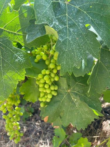 a bunch of green grapes on a plant at Aegean Endless Summer Villa Pefkos in Pefki Rhodes