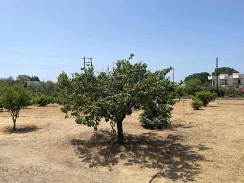 an orange tree in an orchard of fruit trees at Aegean Endless Summer Villa Pefkos in Pefki Rhodes
