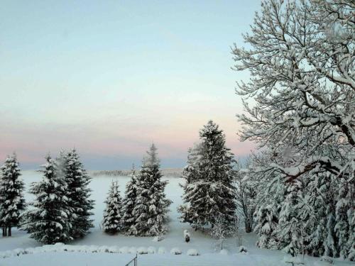 a group of pine trees covered in snow at Nordique Symbiose in Chapelle-des-Bois