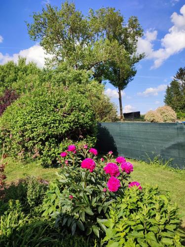 a bush of pink flowers in a garden at Vakantiestudio Ciney in Chapois