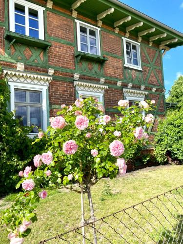 a bush of pink roses in front of a house at Villa B das zauberhafte Chalet in Vetschau