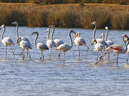 a group of flamingos walking in the water at Apartamento Salgados Mar in Albufeira