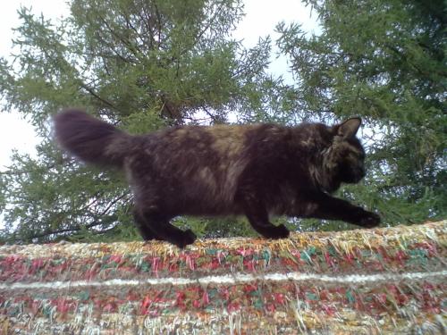 a black cat walking on top of a wall at Christinagårdens stuga in Ramsele