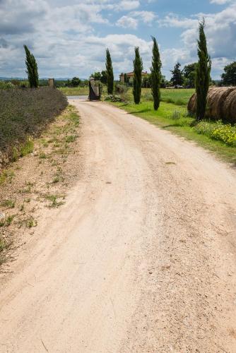a dirt road with trees on the side of it at Agriturismo La Segolina in Colle Val D'Elsa