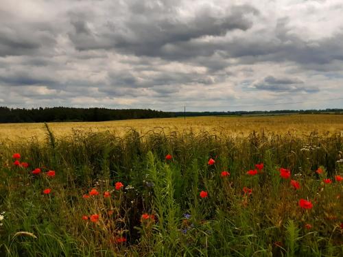 a field of red poppies in a field of grass at Czarna Jachta - Na szlaku legend - - - - - Pokoje nad jeziorem in Kruklanki