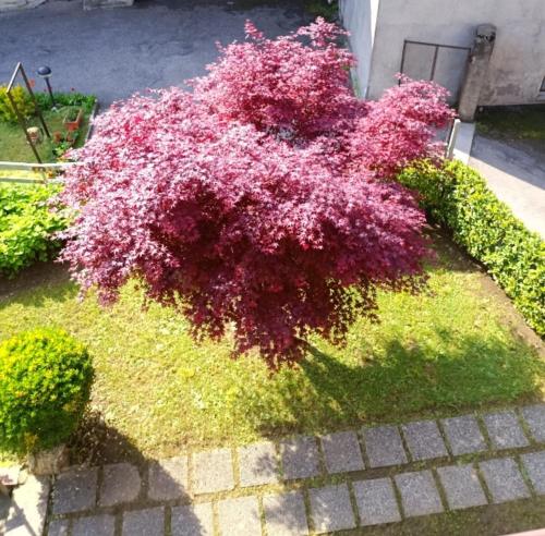 a pink bush sitting on the side of a sidewalk at Appartamento piario in Nasolino