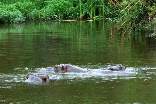 three elephants swimming in a body of water at Legend Safaris 257A - in Kruger Park Lodge in Hazyview