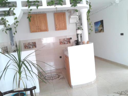 a kitchen with a counter and a plant at SARA HOUSE NADOR in Nador