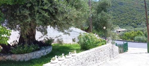 a stone wall with birds sitting on it next to a tree at River Studios in Paleokastritsa