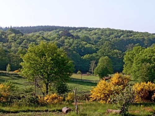 a tree in a field with a mountain in the background at Les Chalets de La Vialette in Servières-le-Château