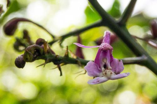 Gallery image of Neblina Bird in Otavalo