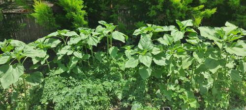 a group of green plants in a garden at Grand Yayla Hotel in Cesme