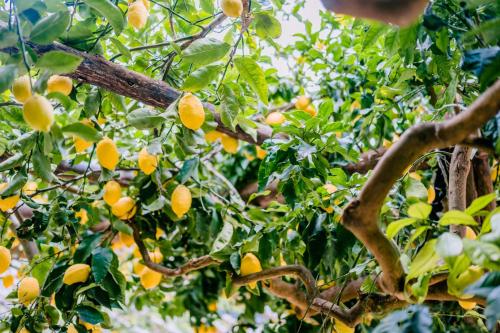 an orange tree with lots of oranges on it at Villa Le Murelle in Tramonti