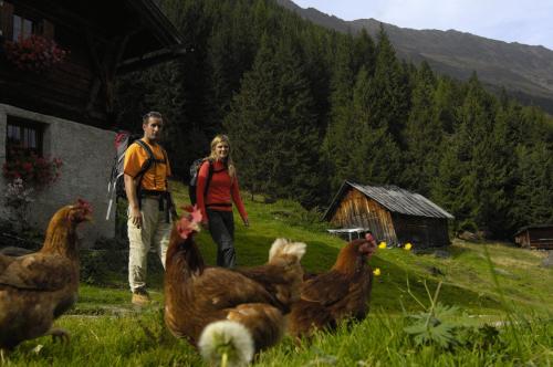 two people walking in a field with chickens at Aparthaus Camping Stubai in Neustift im Stubaital