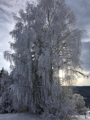a tree covered in ice with the sun behind it at Ferienwohnung Morgensonne in Mühlen