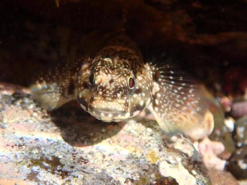 a fish sitting on top of a rock at Mary's Home in Moya