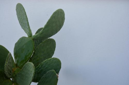 a close up of a green cactus at Dimora Lilla in Polignano a Mare