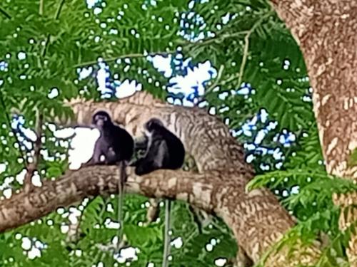two black birds sitting on a tree branch at Wassana Camp & Khai jungle experience in Ban Kraison