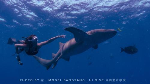 a woman swimming next to a whale shark in the ocean at Sunrise by white sand dhigurah in Dhigurah