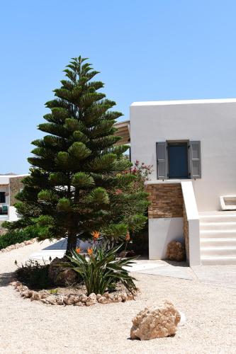 a pine tree in a yard next to a building at Youtopia Ios Villas in Ios Chora
