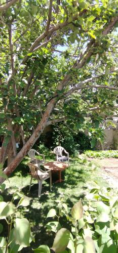 a picnic table and two chairs under a tree at Thangkop House in Leh